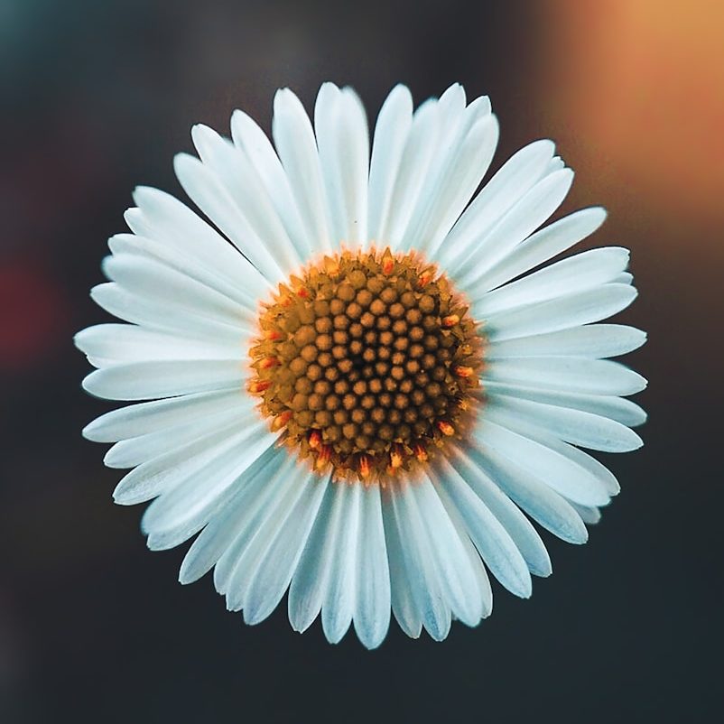 white daisy in bloom during daytime