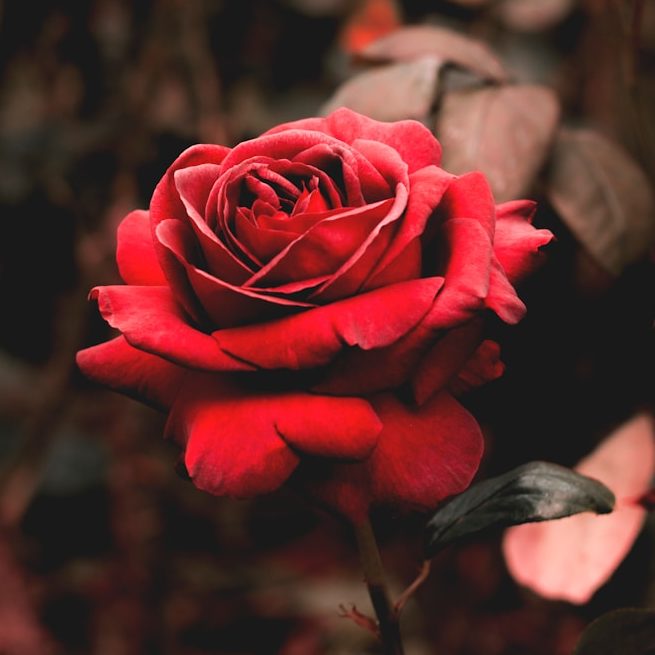 shallow focus photography of red flower