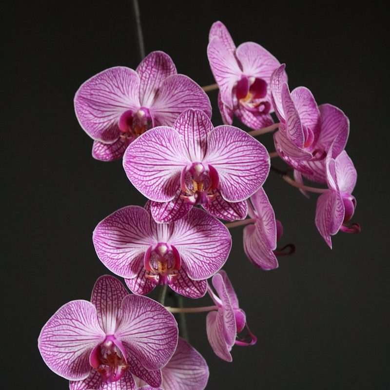 purple and white moth orchids in bloom